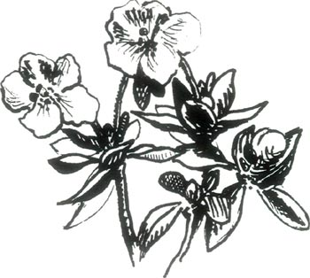 Jars 43n3 植物的名字 感觉和声音 第五部分 弗吉尼亚理工学院学术交流大学图书馆